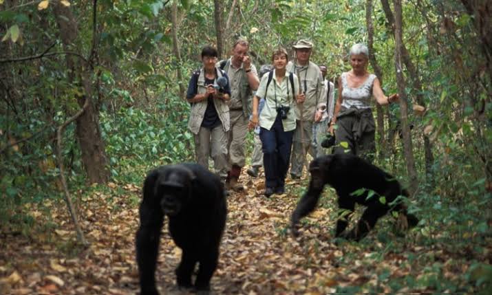 3 days  2 nghts Chimpanzee trekking safari in kibale uganda